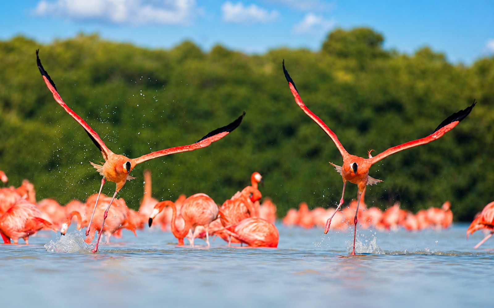 Flamingos & Mangroves